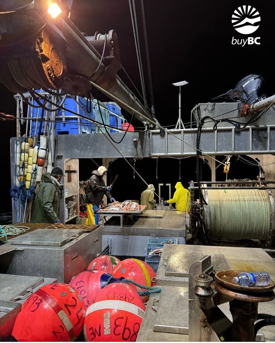 Who else is counting down the days?! Our 2025 wild Pacific halibut season starts on March 20th!

#buybc