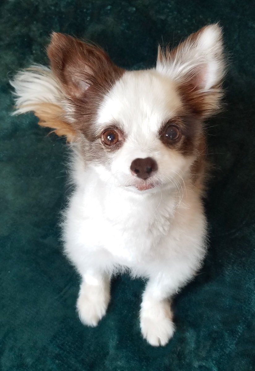 On Feb 28 #BuyNothing Day,
I ask yoo please:
Buy from a #SmallBusiness instead.
No Sales for 1 Day may be a blip 
to huge corporations,
but to a Shop run by 1 Person (like my Mama's)
No Sales for even 1 Day may mean 
not buying groceries that week.❤️🐶
RETWEET💙
#Resist #DogsofX