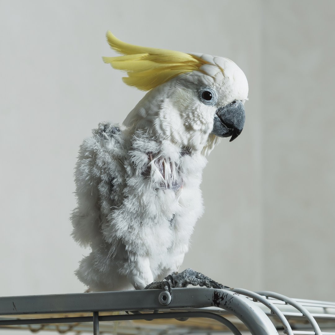 Point Vicente Animal Hospital tweet media