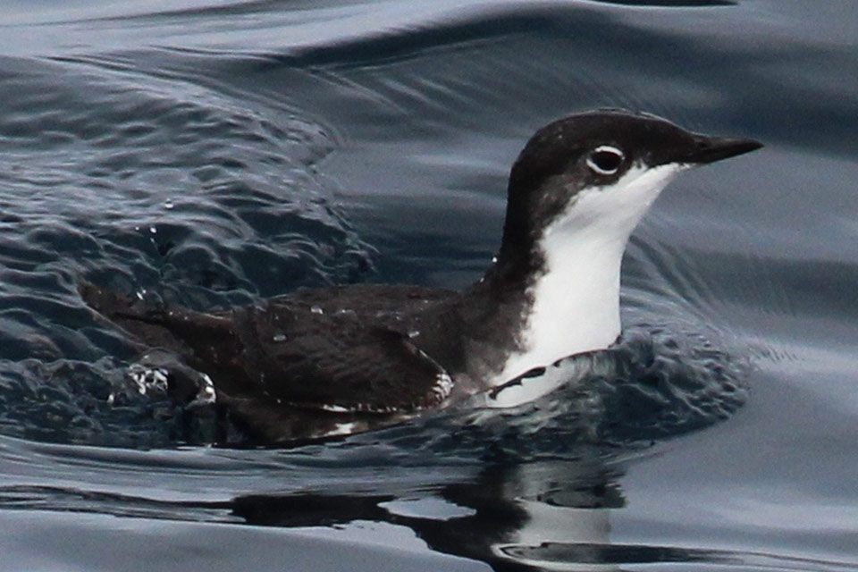 We have an incredibly special #creaturefeature this week, the Scripp’s murrelet a rare seabird that nests on the cliffs in the Channel Islands! 
To learn about other rare species around the National Marine Sanctuaries and monuments check out this article:
sanctuaries.noaa.gov/news/2025/rare…