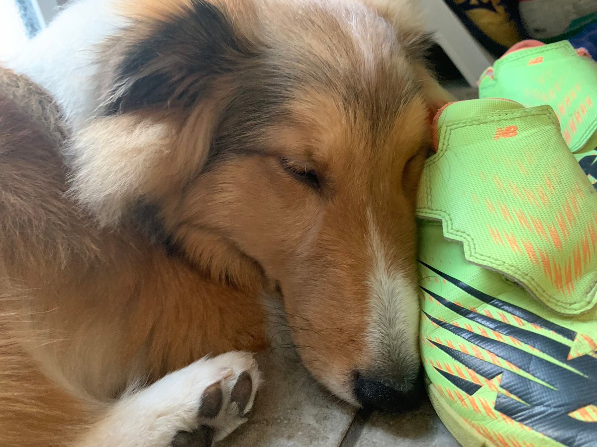 楽希の指定場所
いないと思ったらいつも玄関で寝てる（笑）
寒くないのかな😅💦
モチモチボディだと暑いのかな🤔
夏までには標準体型にしなくては😂
でもモチモチボディ可愛い😍って思うのは私だけかな🤣笑