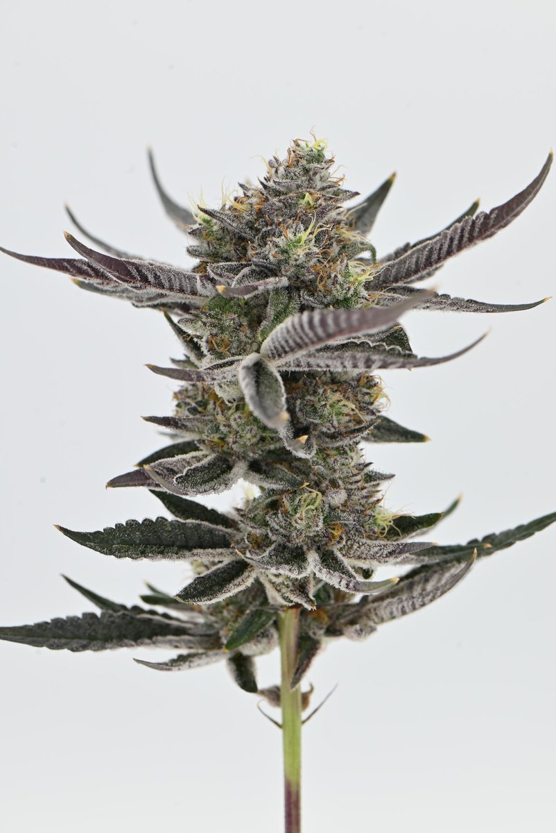 Next Friday Canada tweet media