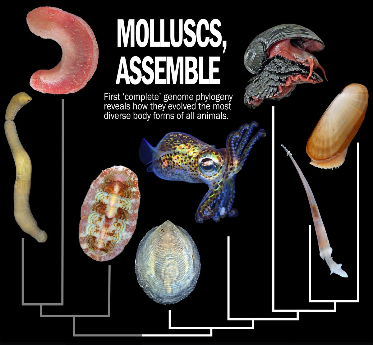 [新作] がなんと、サイエンス誌 <a href="/ScienceMagazine/">Science Magazine</a> の表紙を飾りました!!!!
初めて"生きた化石"・単板類を含む貝類の全ゲノム情報に基づく系統樹を再構築し、動物の中でも最も多様な形態を持つに至った進化の道筋を解明した論文です!!
オープンアクセス・タダで読めます: doi.org/10.1126/scienc…