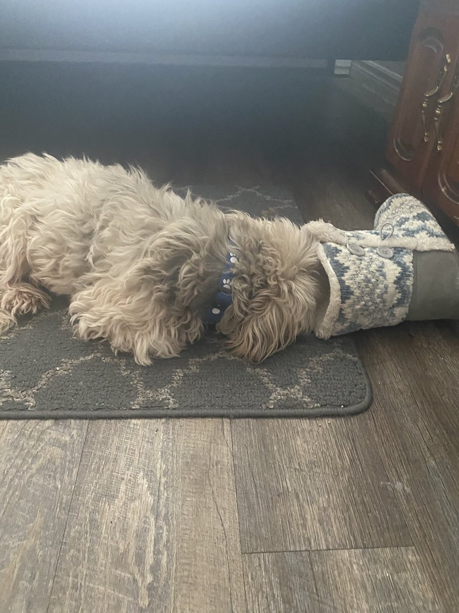 Hey pals. Hopefully we’ll be on regularly soon! CG has severe sciatica in her left leg and is in excruciating pain for a couple of weeks 😢. She is seeing a chiropractor regularly and got medication for the nerve pain.  She did get this picture of me snoozing in a slipper! 🤭🐾