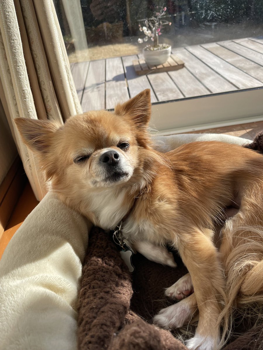 おはよぉ
きょうもがんばろうね🐶