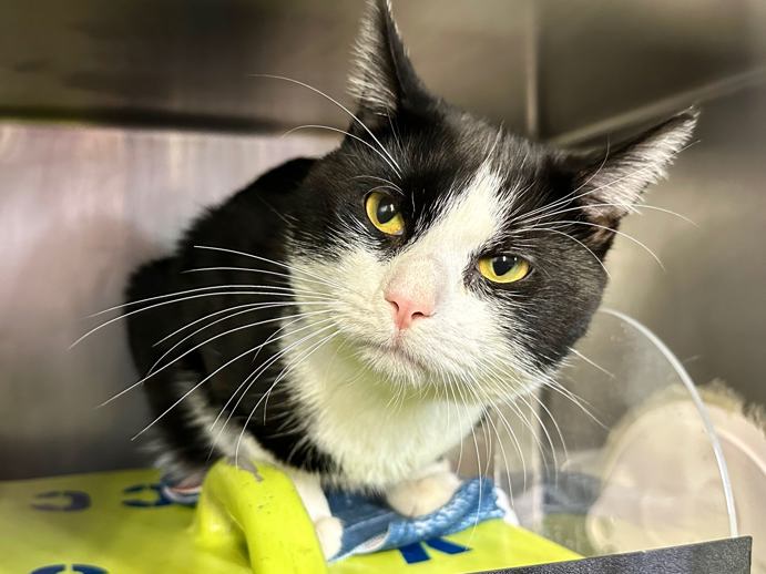 THERE ARE 31 ANIMALS ( 6 CATS &amp; 25 DOGS)  AT RISK FOR SATURDAY 03/01/25 DEADLINE IS NOON. PLEASE SHARE, FOSTER, ADOPT, TAG FRIENDS, POST TO SOCIAL MEDIA SITES, PLEDGE TO  HELP SAVE THEIR LIVES. NEW PHOTOS. newhope.shelterbuddy.com/animal/list