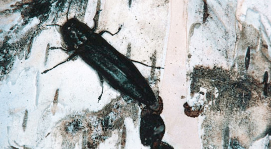 Doug Oster (@dougoster1) on Twitter photo Do you know about the bronze birch borer and how it can kill birch trees?
Tyson Geldseth from <a href="/DaveyTree/">Davey Tree Expert Co</a> explains how to recognize damage from the pest and how to prevent the insect from killing your trees.
Listen here- …kingtreeswithdaveytree.buzzsprout.com Do you know about the bronze birch borer and how it can kill birch trees?
Tyson Geldseth from <a href="/DaveyTree/">Davey Tree Expert Co</a> explains how to recognize damage from the pest and how to prevent the insect from killing your trees.
Listen here- …kingtreeswithdaveytree.buzzsprout.com