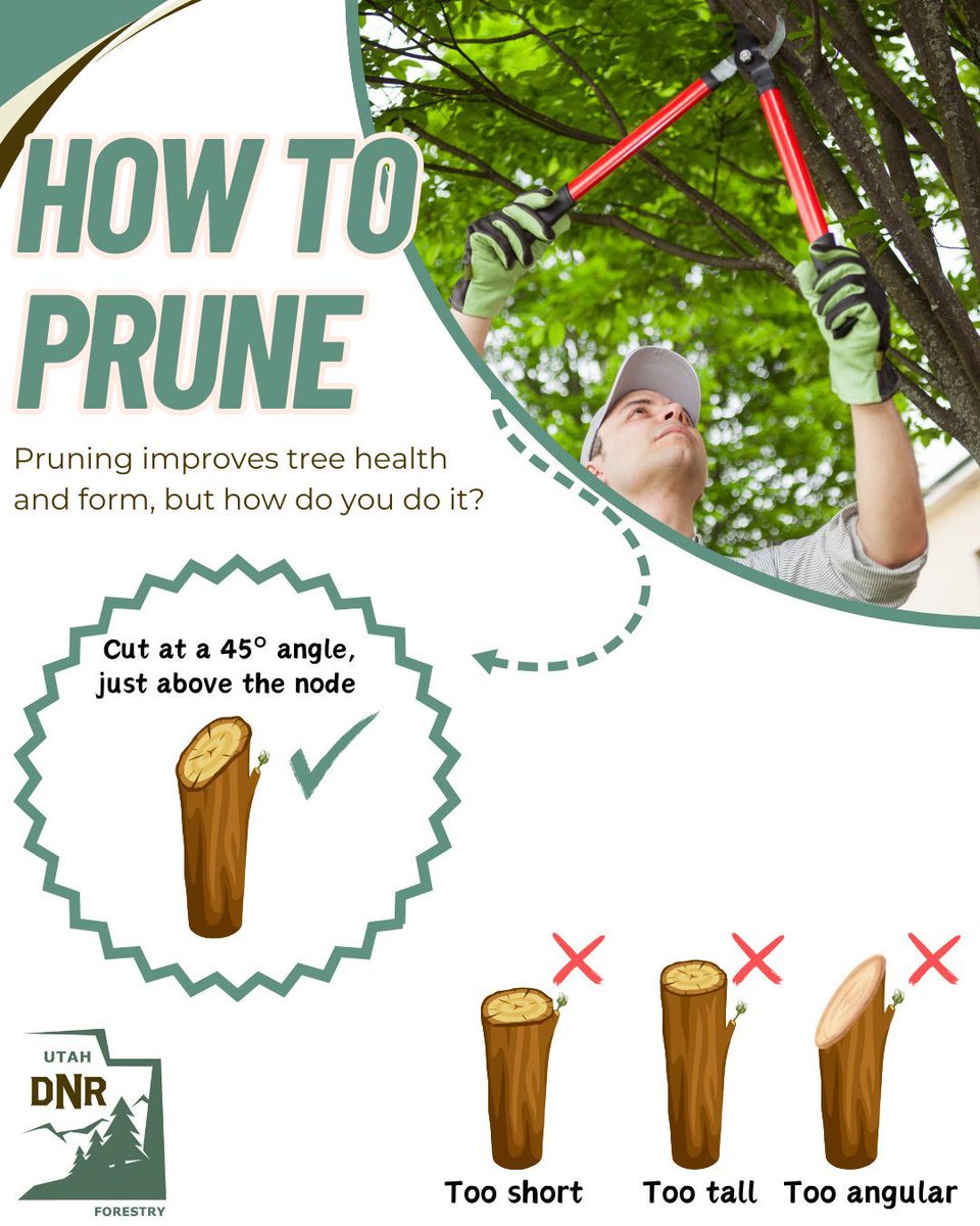 UtahFFSL's tweet image. Winter pruning promotes healthier trees by reducing disease risk and encouraging robust spring growth. #WinterPruning #TreeCare #GardeningTips