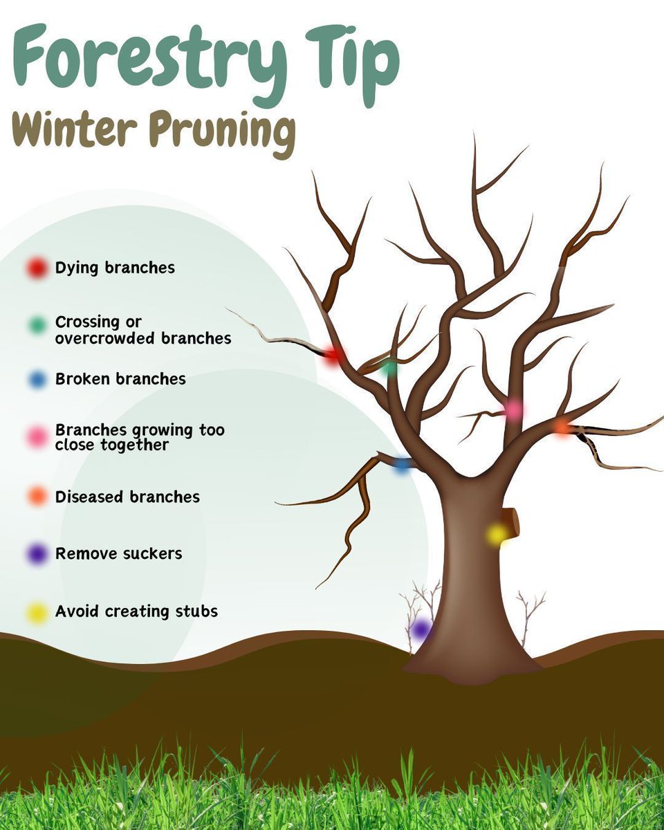 UtahFFSL's tweet image. Winter pruning promotes healthier trees by reducing disease risk and encouraging robust spring growth. #WinterPruning #TreeCare #GardeningTips