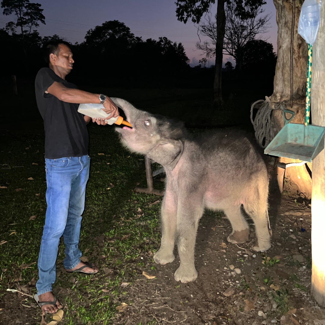 IntElephantProj's tweet image. You helped save a life! 🐘🖤 Remember baby Panton, the tiny elephant calf rescued last August? Thanks to YOU, he’s thriving with urgent care from the Wildlife Ambulance! 🌿 IEP supports the Wildlife Ambulance through Syiah Kuala University.