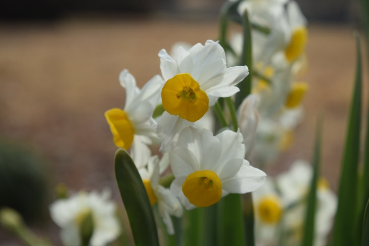 千里場で一輪ひっそりオトメツバキが咲いていました。吹上茶屋裏手ではスイセンがきれいです。園内は花数は多くありませんが、寒さも緩み、少しずつ春めいてきました。

#六義園　#オトメツバキ　#乙女椿　#スイセン　#水仙