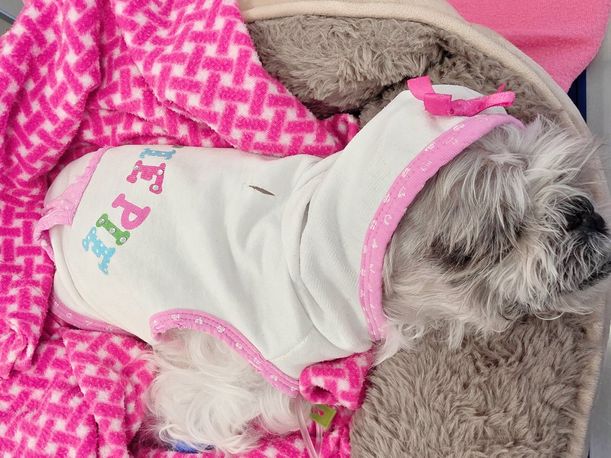 DrOMD's tweet photo. 나의 처음 이자 마지막 이고 최고 였던 Cuttie Pie Monk 는 이제 무지개 다리를 건넜습니다. 이렇게 보내는 게 맞는 건지 몇 달을 고민 했지만 몽크가 너무 아파 하고 매 순간 순간을 옆에 있어줄 수 없고 계속 아파하게 만들 수 없으니까요. 그래도 슬프고 너무 울어서 머리가 아파요. #RIPMonk🐶💘💝 https://t.co/I0jzlLJqKi