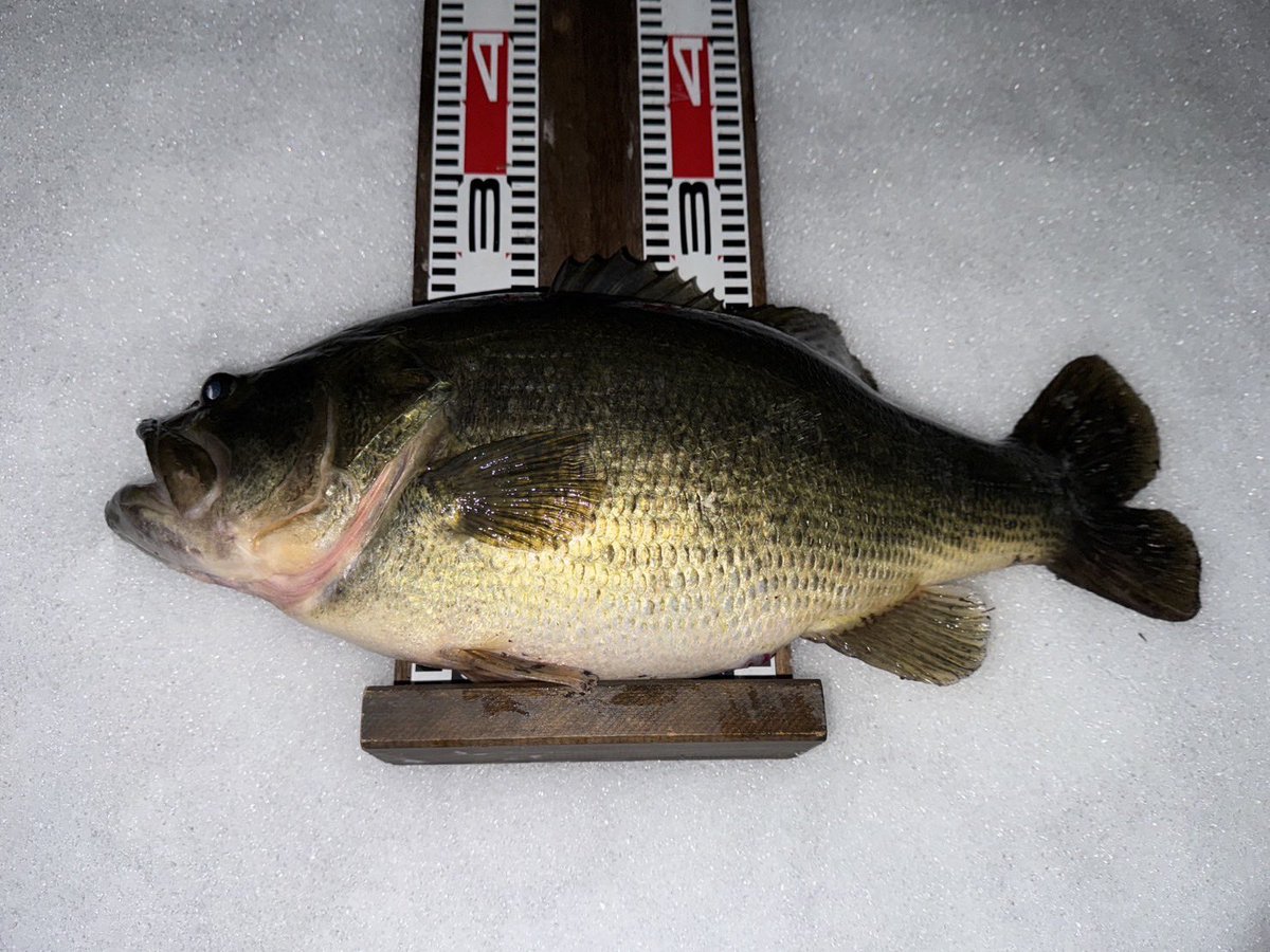 Wraith44444's tweet image. 雪上バス！

55cm

4340ｇ

体高22cm

THE冬の魚。

12月からこの魚を追い続けて、やっと！

最後の最後に獲れました！

#ZEROZERO
#weep
#デッドスロー
#琵琶湖
#琵琶湖バス釣り