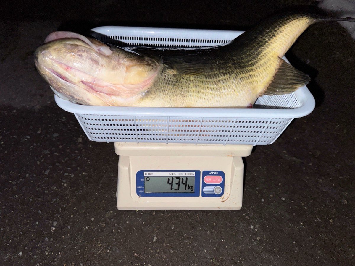 Wraith44444's tweet image. 雪上バス！

55cm

4340ｇ

体高22cm

THE冬の魚。

12月からこの魚を追い続けて、やっと！

最後の最後に獲れました！

#ZEROZERO
#weep
#デッドスロー
#琵琶湖
#琵琶湖バス釣り