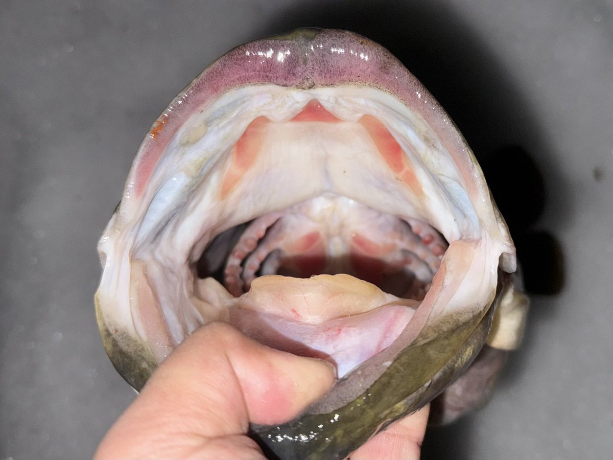 Wraith44444's tweet image. 雪上バス！

55cm

4340ｇ

体高22cm

THE冬の魚。

12月からこの魚を追い続けて、やっと！

最後の最後に獲れました！

#ZEROZERO
#weep
#デッドスロー
#琵琶湖
#琵琶湖バス釣り