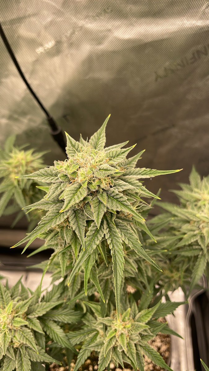 RedboneDemo's tweet image. John Doe