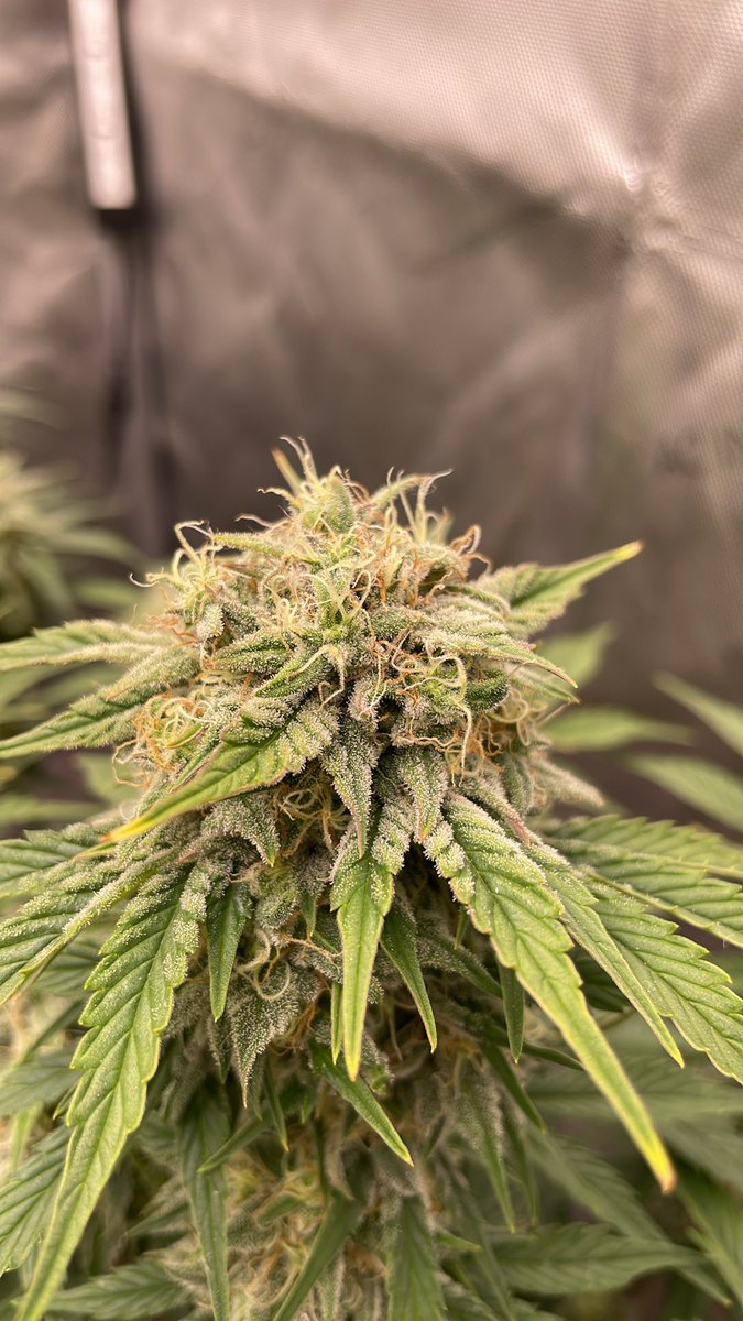 RedboneDemo's tweet image. John Doe