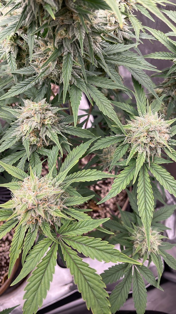 RedboneDemo's tweet image. John Doe