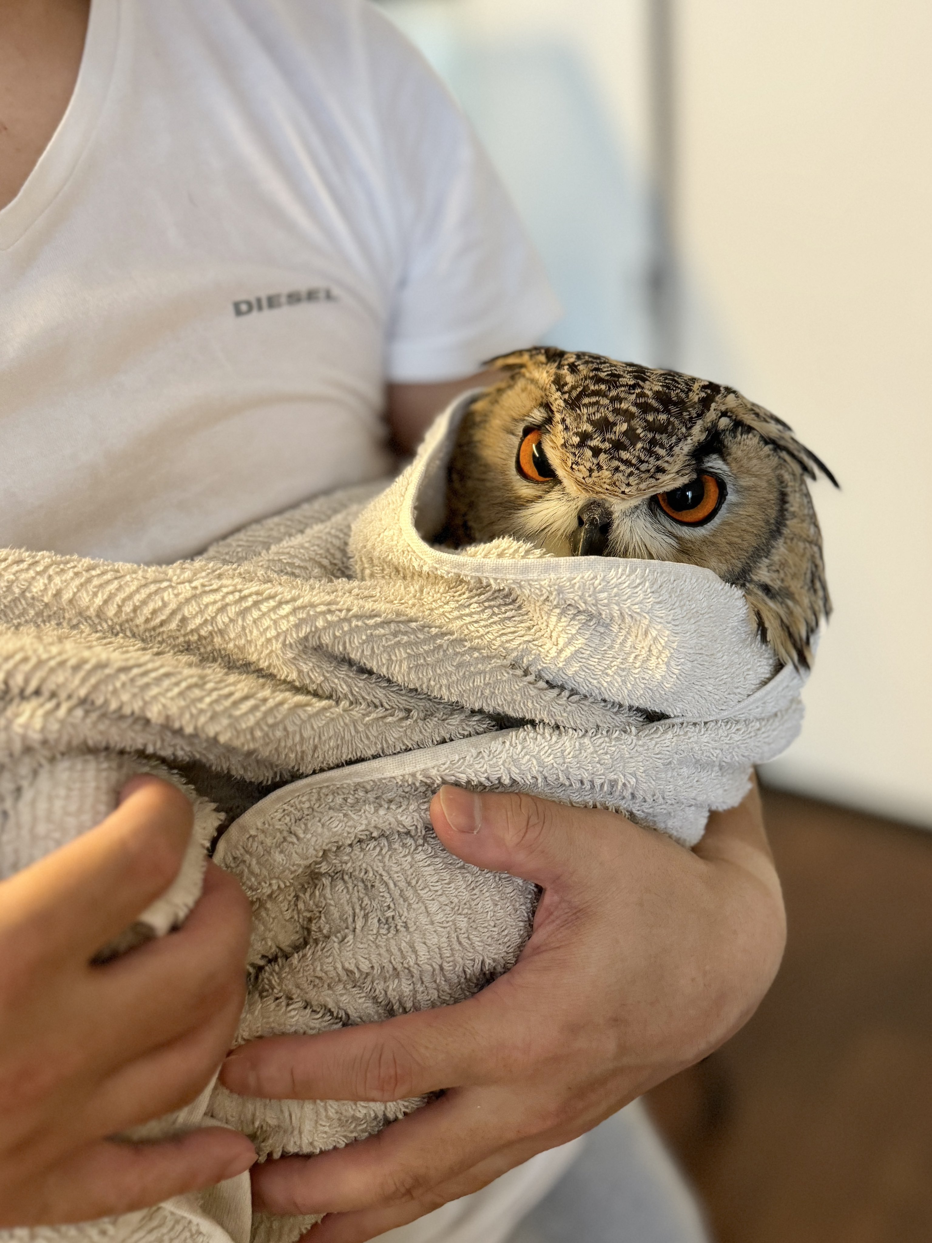 秋の装い、フクロウさん達のガーランド - FUNTIME877'S GALLERY