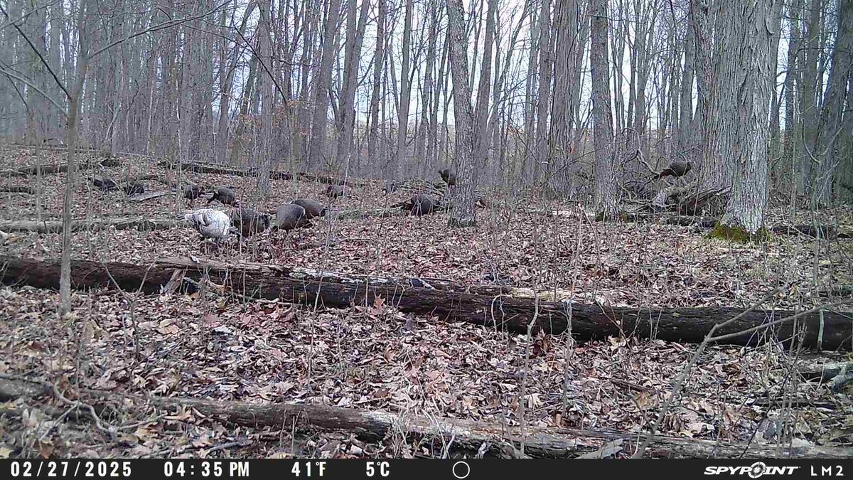 Greatlakesgirl_'s tweet image. Lovin’ that smokey gray 🦃

#SPYPOINT