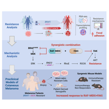 Online Now: FAK inhibition combined with the RAF-MEK clamp avutometinib overcomes resistance to targeted and immune therapies in BRAF V600E melanoma dlvr.it/TJDjXw