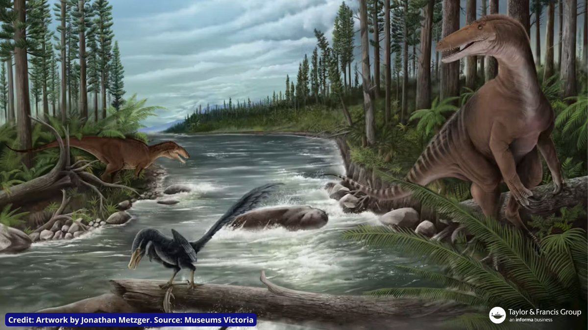 Taylor&Francis News (@tandfnewsroom) on Twitter photo Five fossils of world's oldest known mega raptors have been found in Australia and detailed in a new <a href="/JVP_vertpaleo/">Journal of Vertebrate Paleontology</a> study.
<a href="/Dinoman_Jake/">Jake Kotevski</a> et al. say the discovery gives an insight into the group's evolutionary history and ancient ecosystem🦖
spr.ly/6014LdsSk
#FossilFriday Five fossils of world's oldest known mega raptors have been found in Australia and detailed in a new <a href="/JVP_vertpaleo/">Journal of Vertebrate Paleontology</a> study.
<a href="/Dinoman_Jake/">Jake Kotevski</a> et al. say the discovery gives an insight into the group's evolutionary history and ancient ecosystem🦖
spr.ly/6014LdsSk
#FossilFriday