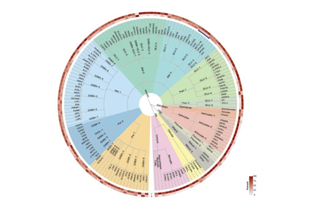 MP Neuroscience (@mpneuro) on Twitter photo Big news in brain research: <a href="/MPI_Metabolism/">Max Planck Institute for Metabolism Research</a> and <a href="/IMS_MRL/">Inst Metabolic Science-Metabolic Research Labs</a> have created the first cell atlas of the human hypothalamus. A major step toward understanding the brain region: maxplanckneuroscience.org/cell-atlas-of-… #neuroscience Big news in brain research: <a href="/MPI_Metabolism/">Max Planck Institute for Metabolism Research</a> and <a href="/IMS_MRL/">Inst Metabolic Science-Metabolic Research Labs</a> have created the first cell atlas of the human hypothalamus. A major step toward understanding the brain region: maxplanckneuroscience.org/cell-atlas-of-… #neuroscience