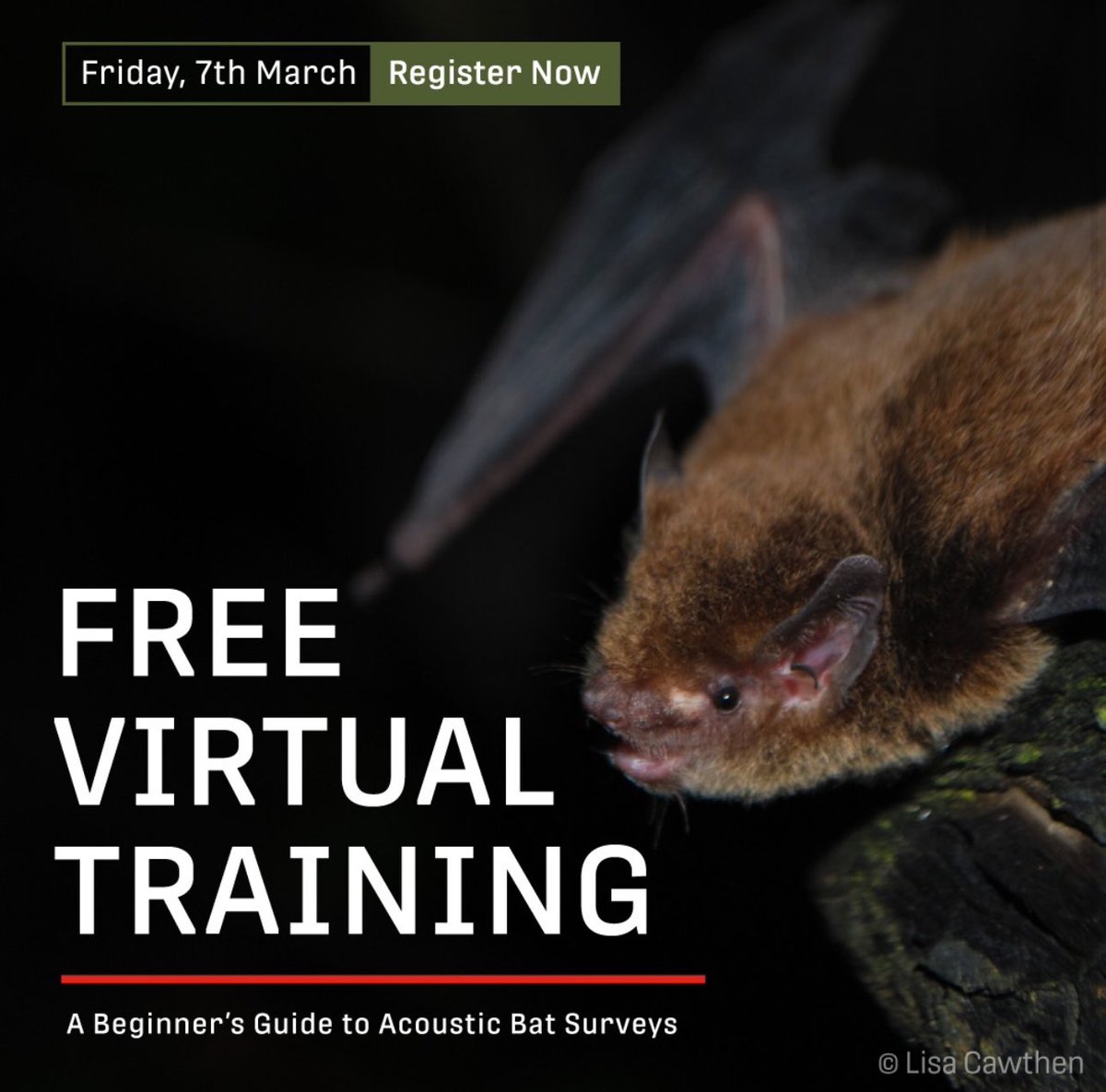 🦇Faunatech are hosting a free online beginners guide to acoustic bat surveys on Friday March 7th!

For more information and bookings, go here:
eventbrite.com/e/a-beginners-…

#ausbats #bats #batacoustics