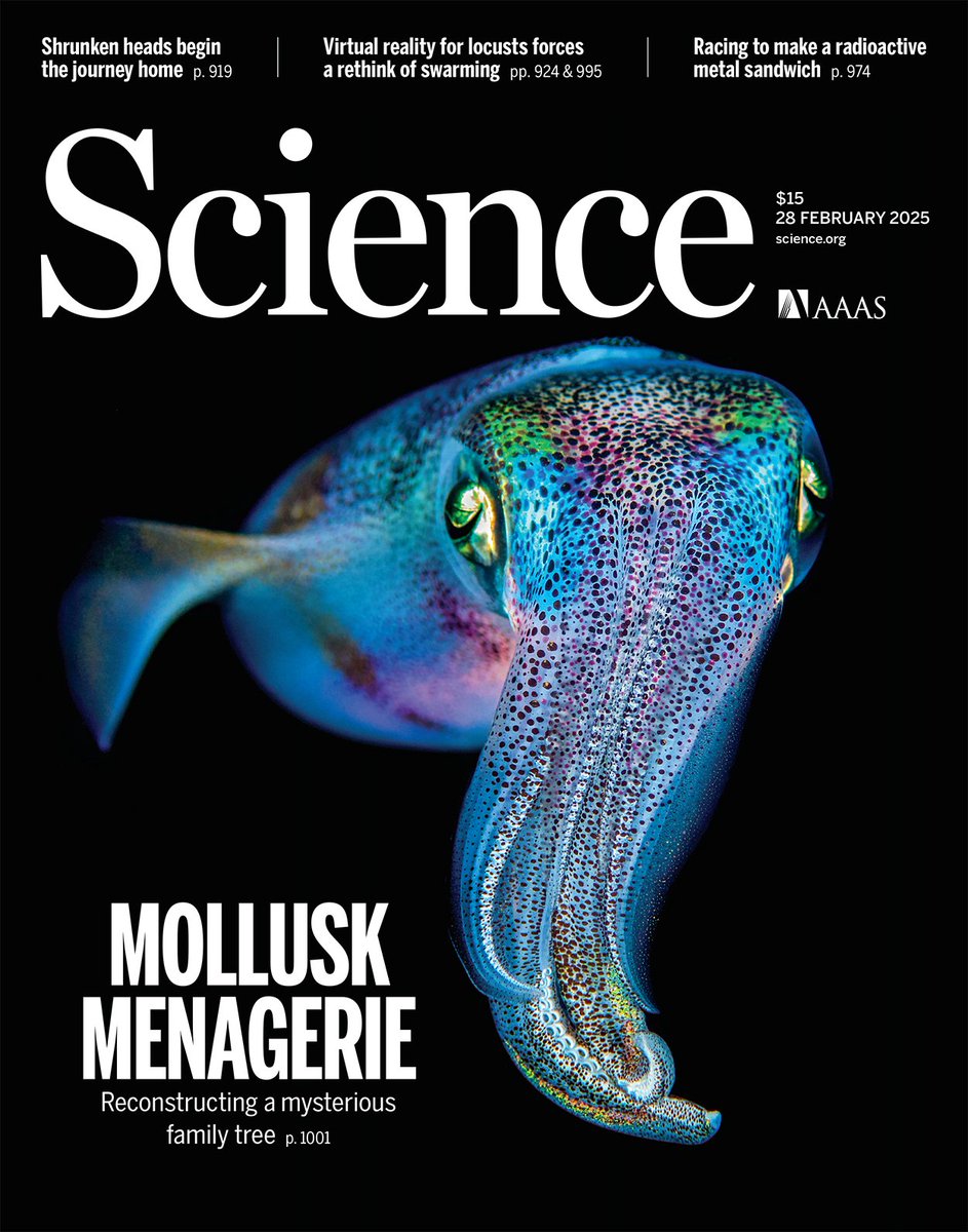 Excited to share a new pub in Science that <a href="/myapchiongco/">Meghan Yap-Chiongco</a> and I co-authored! Using new #genome data from all 8 classes of #Mollusca, we reconstructed the group's phylogeny and provide valuable resources for future research.
science.org/doi/10.1126/sc…