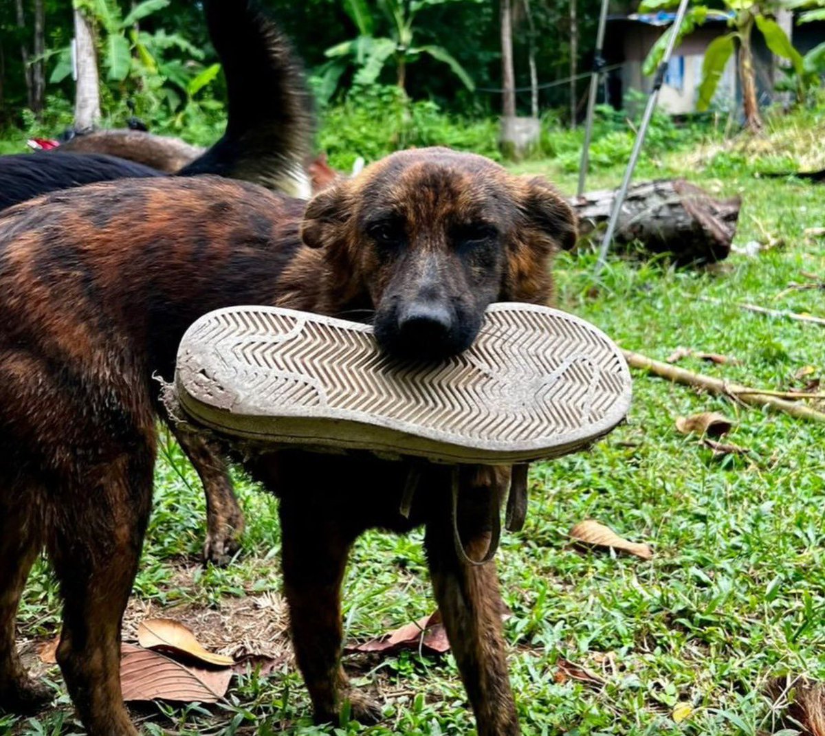 NiallHarbison's tweet image. From giving gifts in the jungle in Thailand to her new home in America 🇺🇸.
Snickers is finally home forever (1/4) 🧵