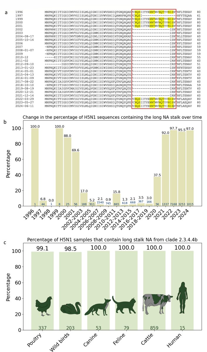 Another study highlighting the different in NA stalk length of the panzootic clade of H5N1, relative to H5N1 viruses that have been circulating since 2002. Short stalk = virulence in poultry. Long stalk = transmission in mammals.
👉journals.asm.org/doi/10.1128/mb…