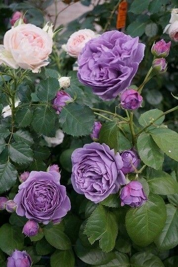 Gooooood morning everyone 
💜🌸💜🌸💜🌸💜🌸💜🌸💜
  💜कुछ #पा  लेना जीत नहीं होती और 
    कुछ #खो देना हार नहीं होती 💜
 🌸यह तो केवल #समय का प्रभाव है🌸 
       💜क्योंकि, #परिवर्तन ही समय का
            🌸💜स्वभाव है💜🌸💜
#सब_का_मंगल_हो 💜
