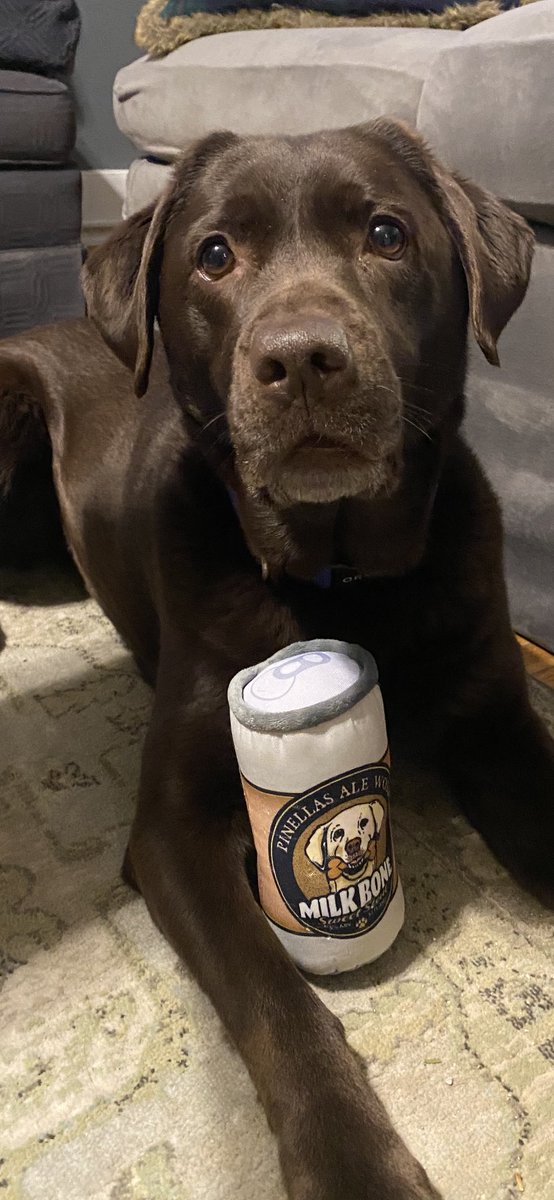 Someone is pumped her new toy made it safely home to New York! <a href="/PAWbeer/">Pinellas Ale Works Brewery</a>