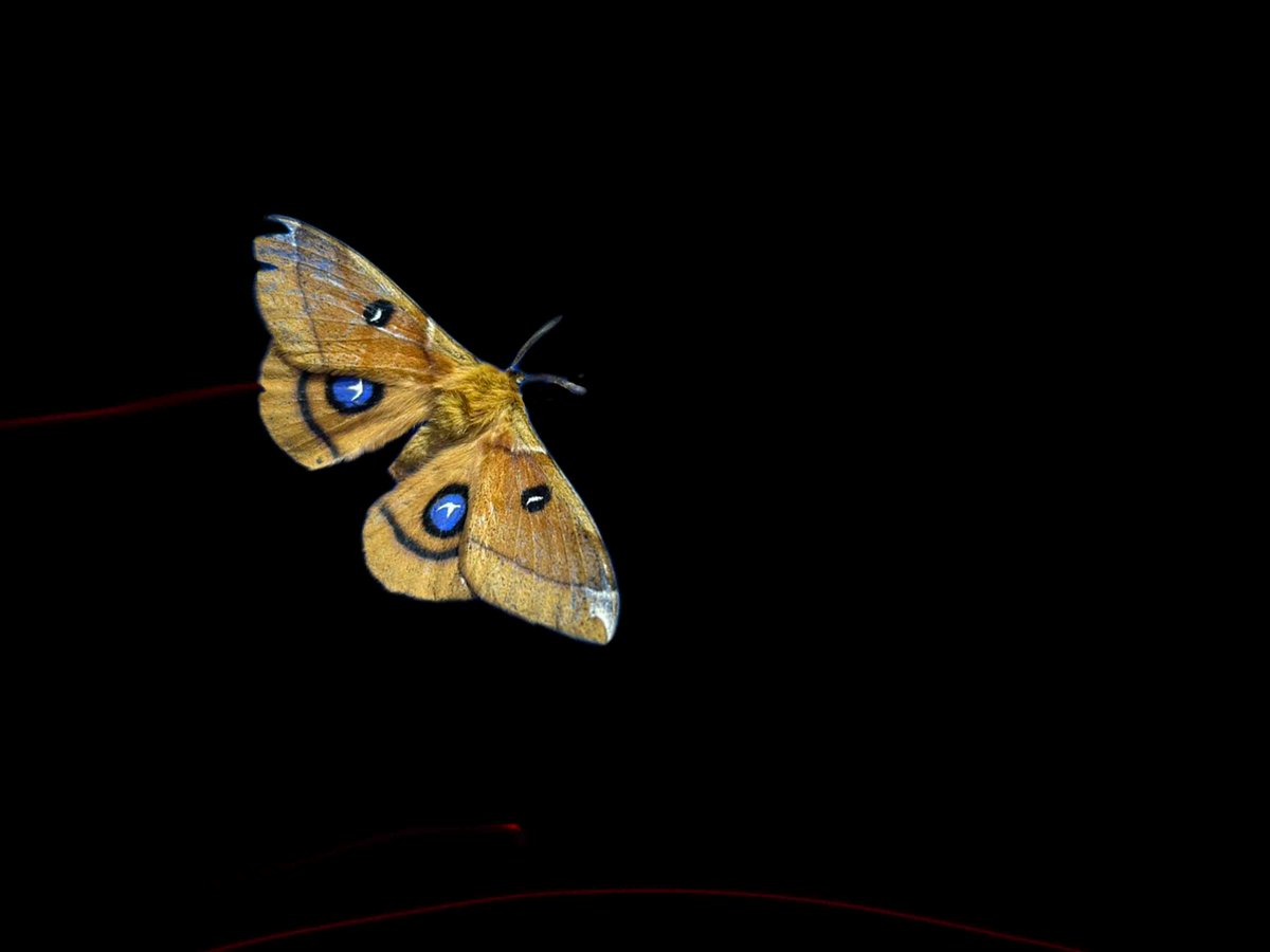 ｴｯｿﾞｴｯｿﾞ

早く三大蛾シーズンがもうすぐ始まるって蛾屋のみんなに伝えないと

ｴｯｿﾞｴｯｿﾞ