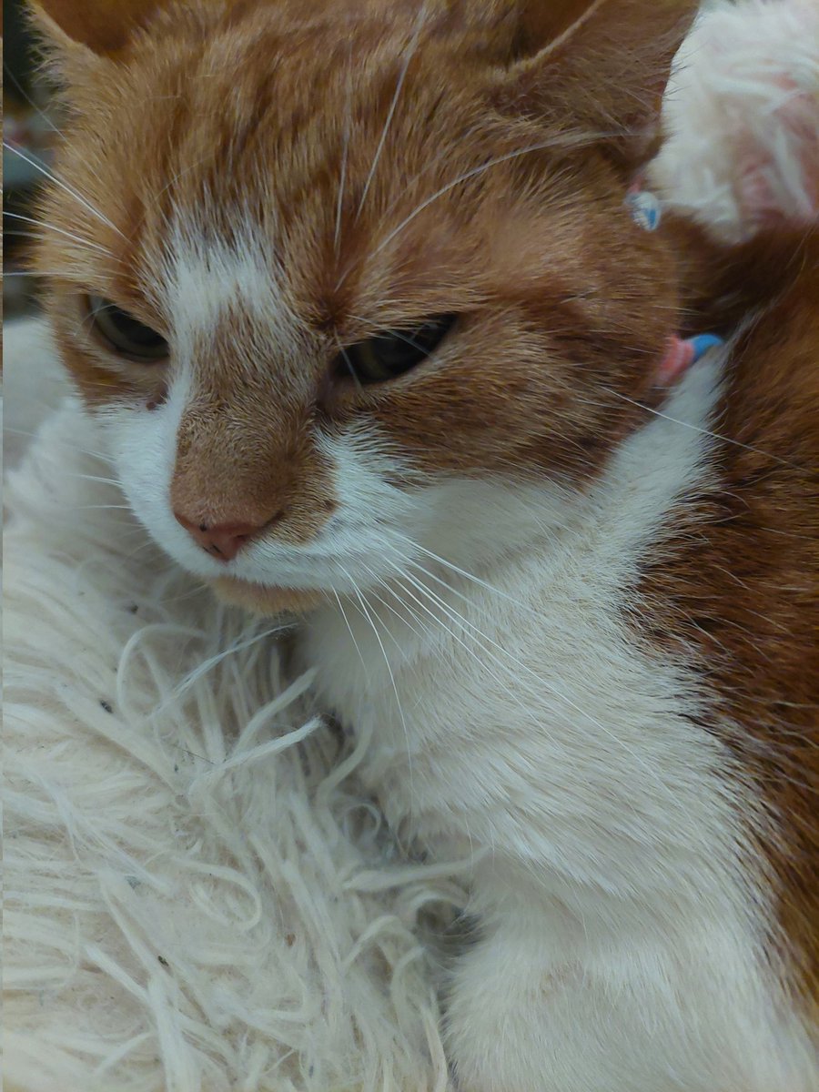 🩷🐀The city rat tweet media