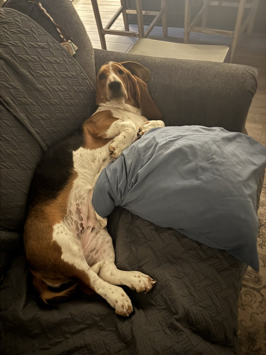 Foxy Escapes tweet media