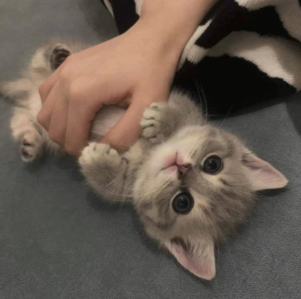 kitten_zukan's tweet photo. ♡ https://t.co/0SeYNC82EO