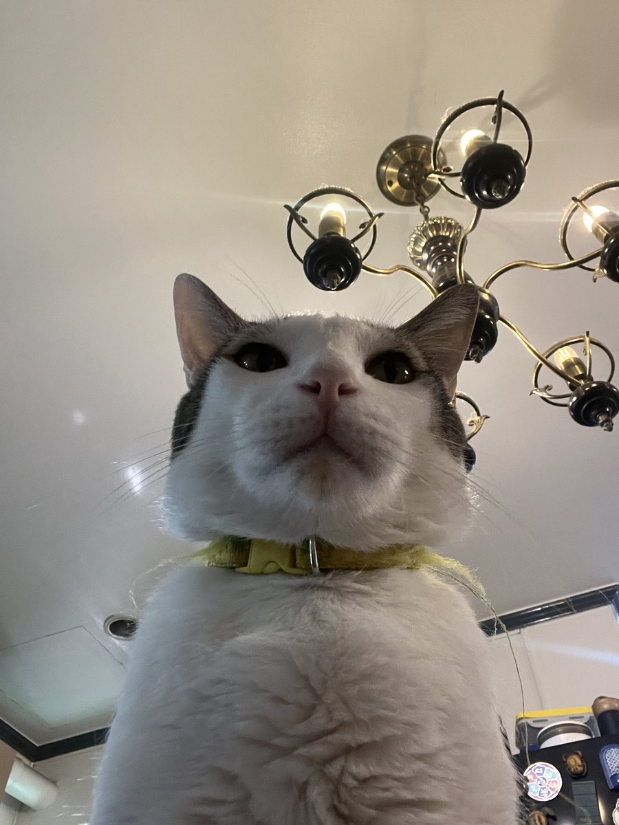 dumbdimsum's tweet photo. this is a threat https://t.co/TC861lga2W