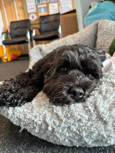 This is Winnie in the MHWB Hub - anyone else feeling similar at the end of the first week back after the break? 😴