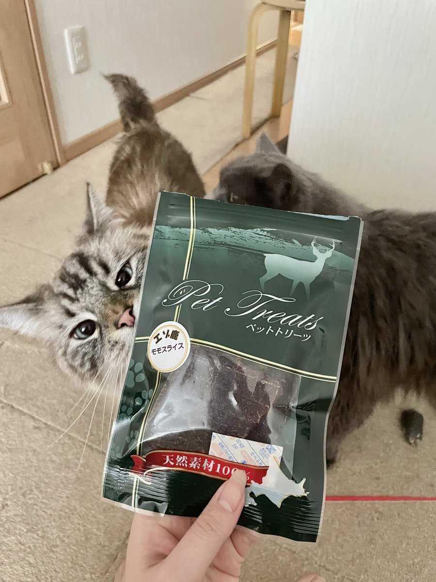初めての鹿肉🦌

またたびくらいの食いつき…
いや、またたび以上かも…∑(*ºㅿº* ).ᐟ.ᐟ

#猫のいる暮らし #猫のいる幸せ 
#ノルウェージャン×#スコティッシュ 
#サイベリアン