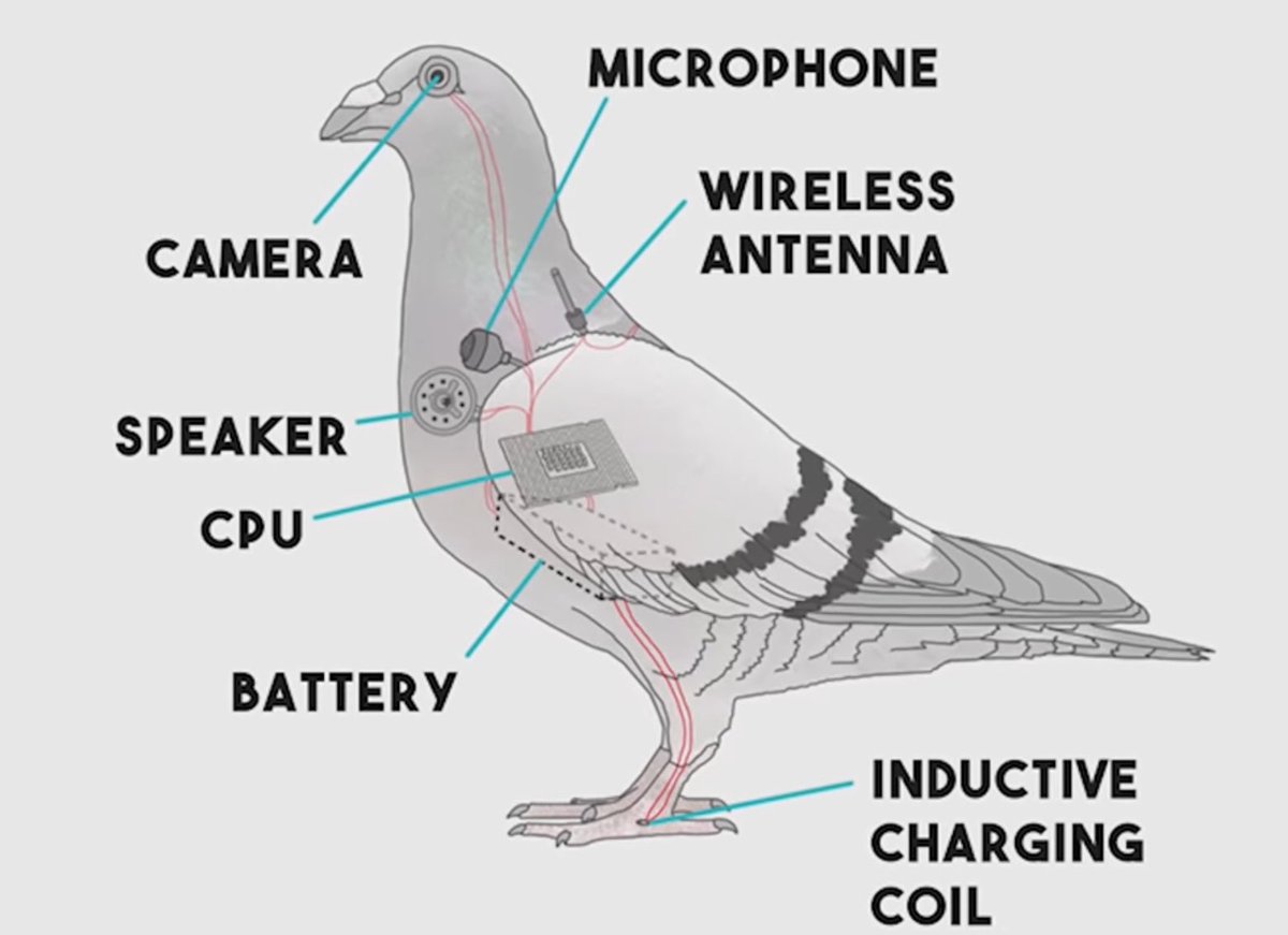 crazy pigeon tech