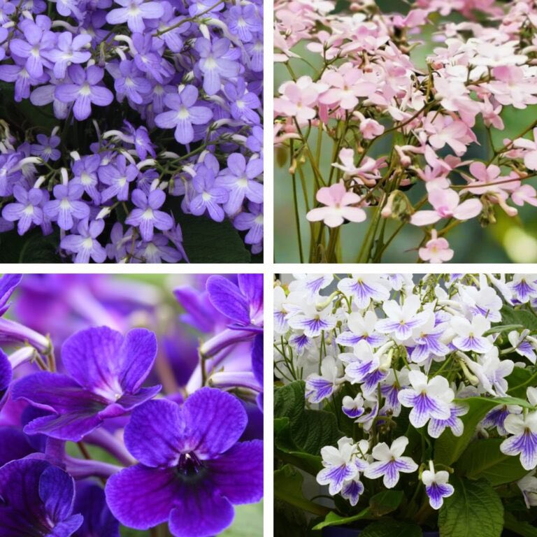 Toby's Garden Fest (@tobygardenfest) on Twitter photo Get ready to fall in love with streptocarpus! RHS Award winning <a href="/dibleys/">Dibleys Nurseries</a> are joining us at the Fest on 2/3 May 2025 - find out more: tobygardenfest.co.uk/get-ready-to-f… Get ready to fall in love with streptocarpus! RHS Award winning <a href="/dibleys/">Dibleys Nurseries</a> are joining us at the Fest on 2/3 May 2025 - find out more: tobygardenfest.co.uk/get-ready-to-f…
