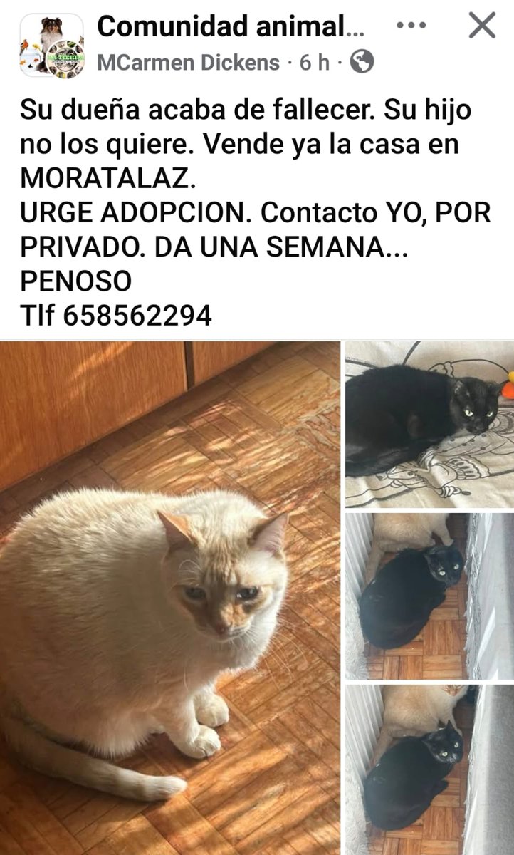 AcofalX's tweet photo. 🆘🆘SU DUEÑO HA FALLECIDO Y EL HIJO HA VENDIDO LA CASA Y CUANDO SE HIZO ESTA PUBLICACION DABA UNA SEMANA O LOS ECHA A LA CALLE DONDE MORIRAN PORQUE NO SABRAN DEFENDERSE ...!!ANDA QUE EL POBRE DUEÑO SI HUBIESE SABIDO ESTO!!!😡😡😡😡😡 https://t.co/ikAslBppqv