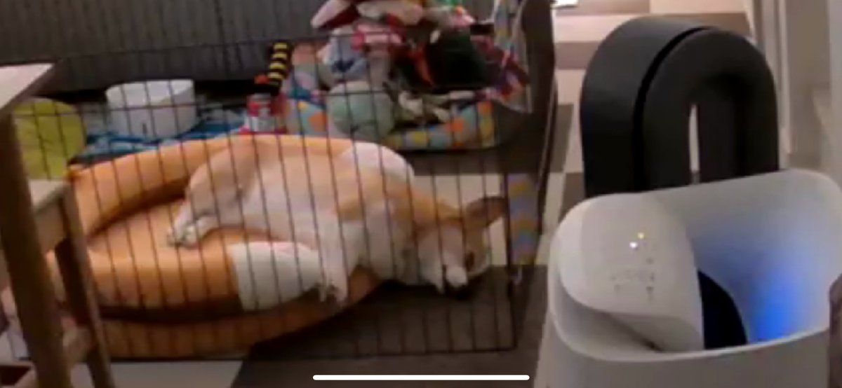 ベットから落ちてる…大丈夫？笑

Furboさんから見たもち

＃コーギー
 ＃コーギーのいる暮らし