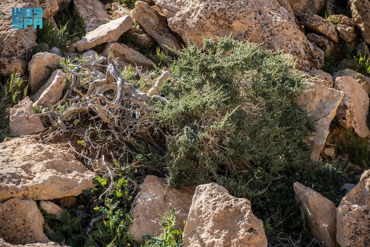arabnews's tweet photo. #Salsola tetrandra shrub, a vital plant that saw near extinction due to overgrazing, reappears in the #NorthernBorders region after decades-long absence https://t.co/0871PsLVT3 https://t.co/Bg0ZxnbOYH