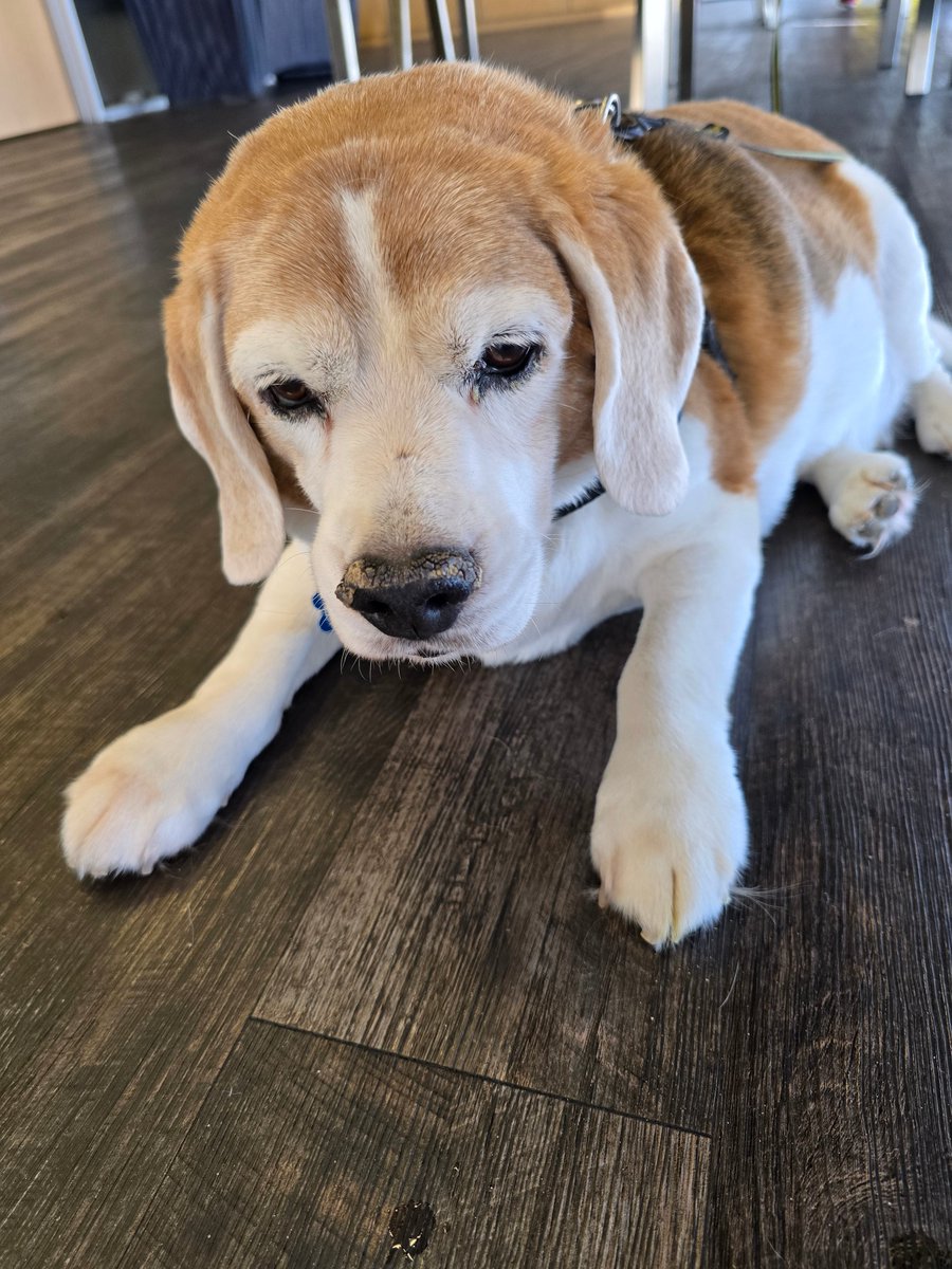 afuelrail's tweet photo. With great sadness and a heavy heart, we had to put our boy Romeo to sleep last week, he was a great friend. Rest easy Roro. https://t.co/GZ7vkNaMnS
