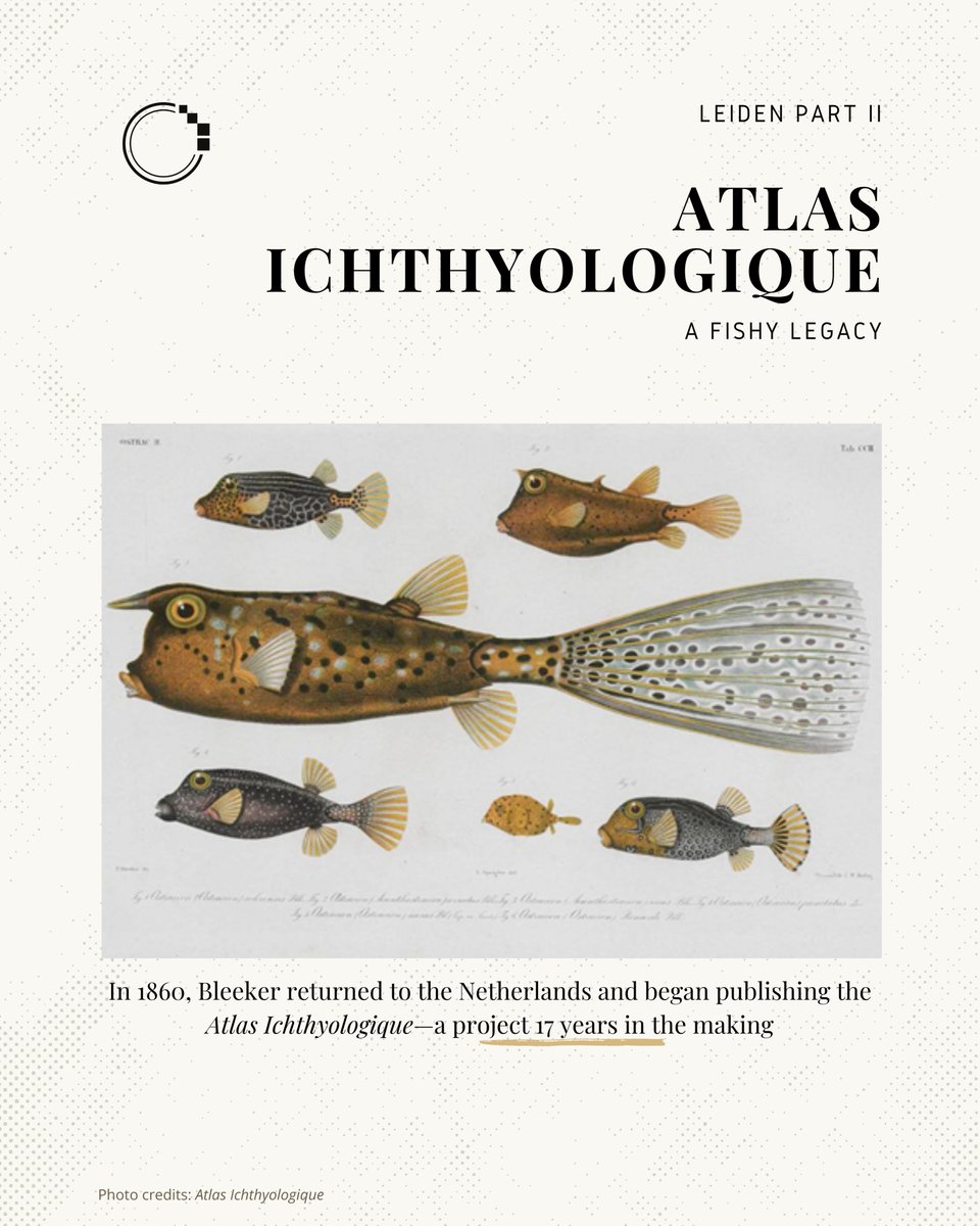 signifynathist's tweet image. This week, we look at the founding of Atlas Ichthyologique 🐟

Learn the story of Bleeker’s journey, and how his work has inspired generations of ichthyologists! Link to story in bio 📖