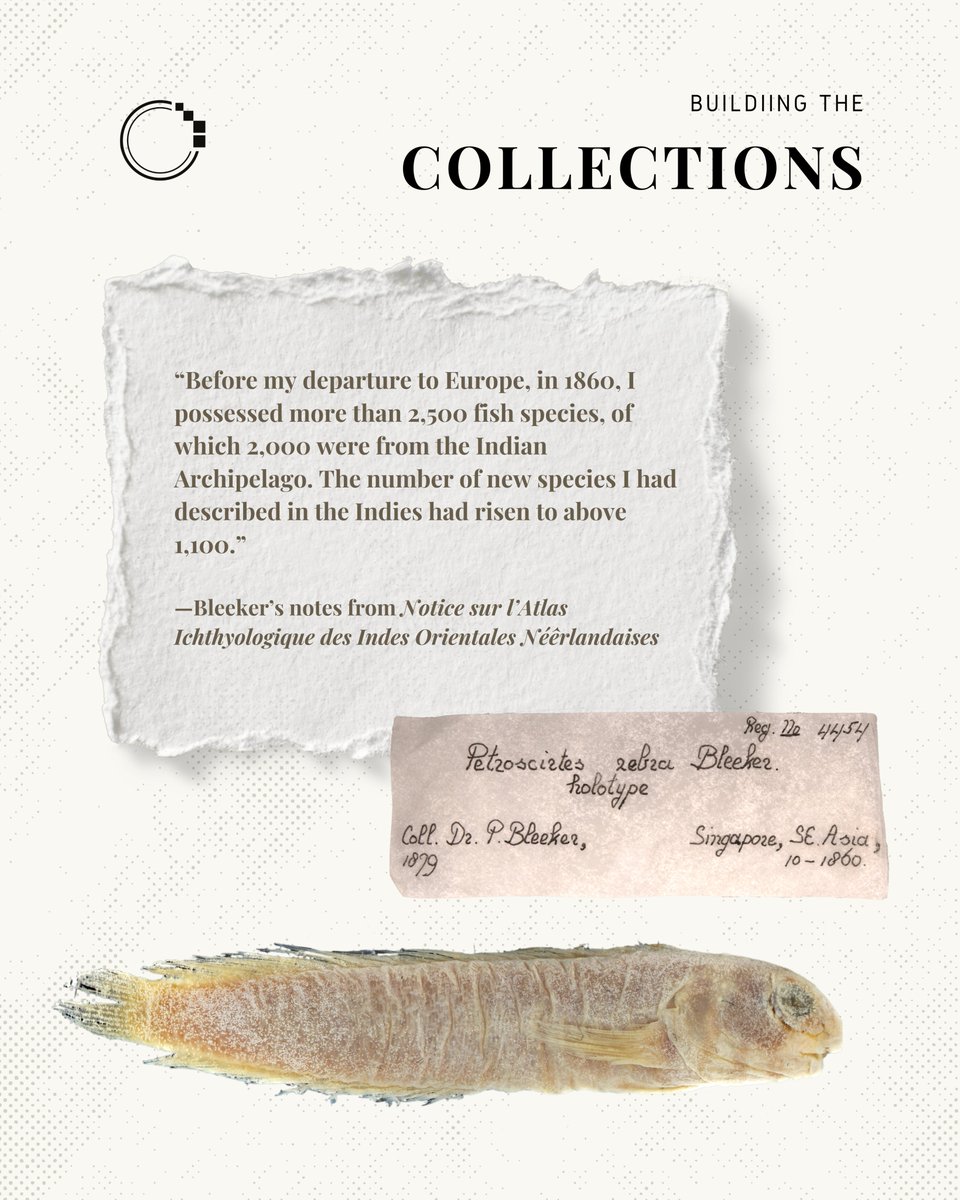 signifynathist's tweet image. This week, we look at the founding of Atlas Ichthyologique 🐟

Learn the story of Bleeker’s journey, and how his work has inspired generations of ichthyologists! Link to story in bio 📖