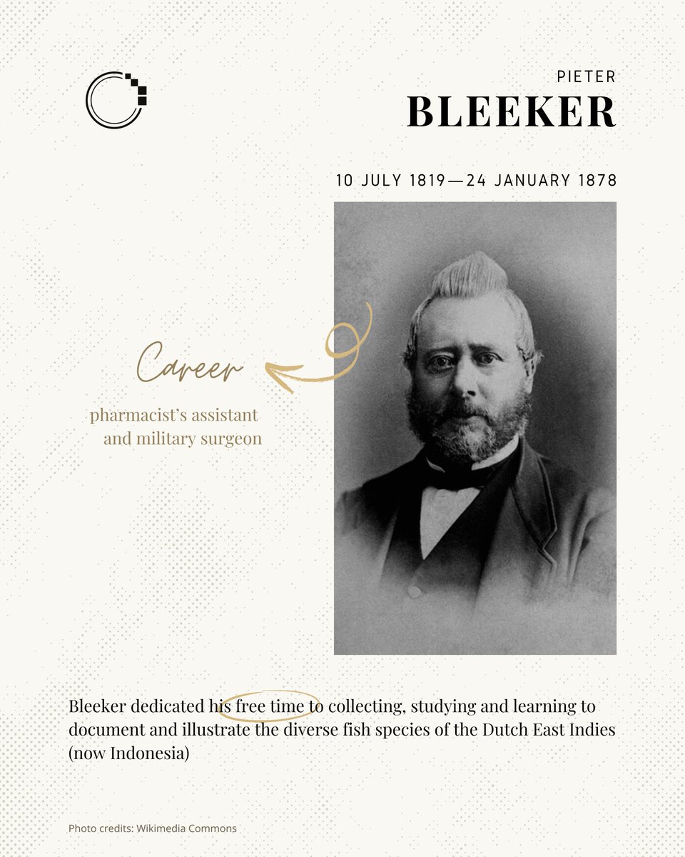 signifynathist's tweet image. This week, we look at the founding of Atlas Ichthyologique 🐟

Learn the story of Bleeker’s journey, and how his work has inspired generations of ichthyologists! Link to story in bio 📖