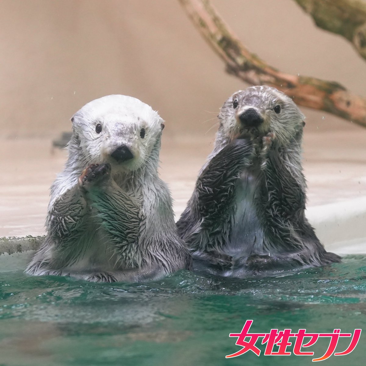 国内では #鳥羽水族館 でしか見られない ラッコの #メイ と #キラ を